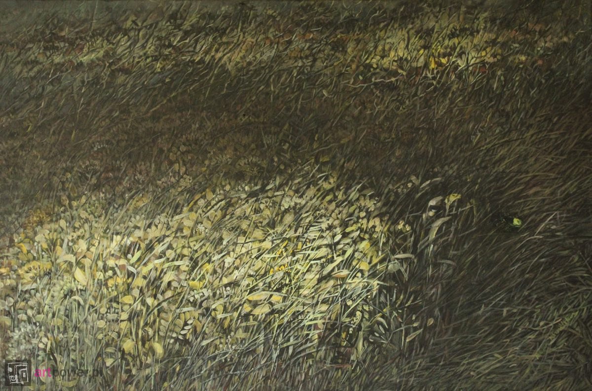 Robaczek Świętojański - 1